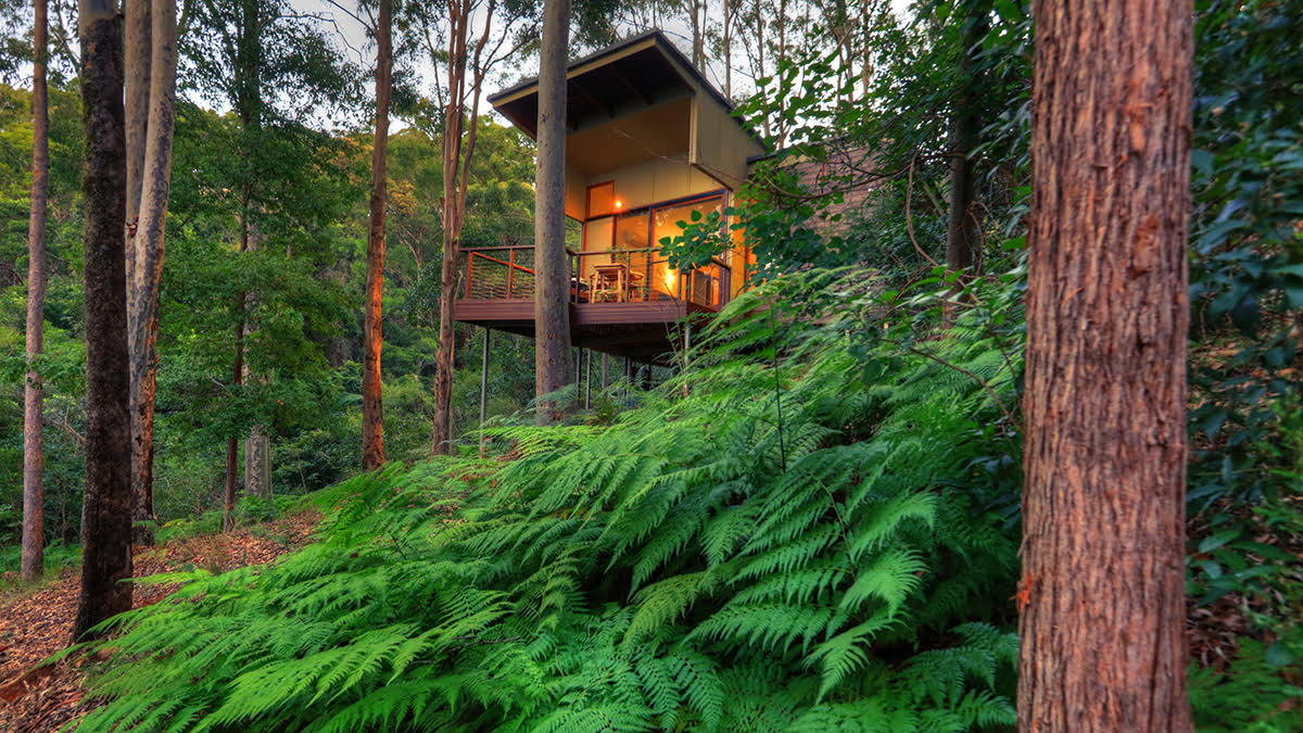 Montville accommodation elevated cottage surrounded by ferns