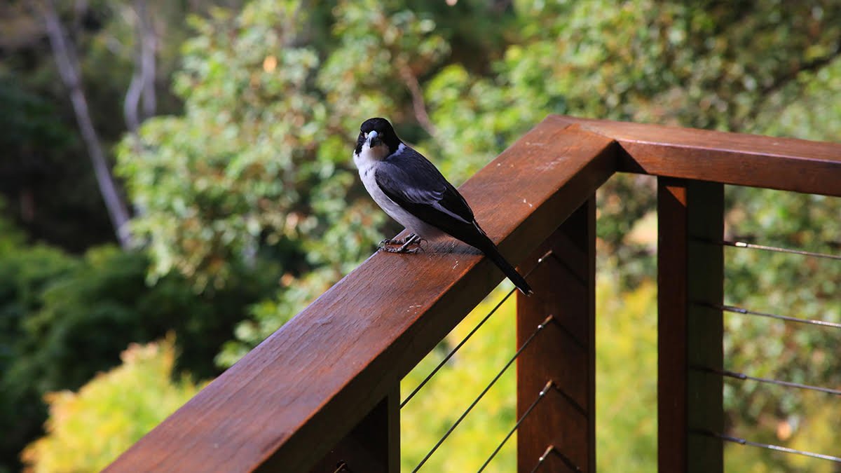 Montville accommodation native wildlife on verandah